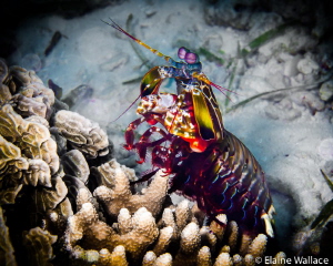 Mantis shrimp out for an afternoon stroll. by Elaine Wallace 
